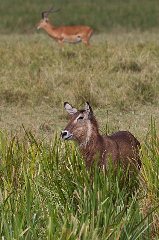 053 Kenia, Masai Mara, waterbok.jpg